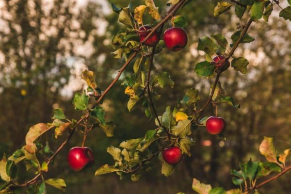 New Home Expert – Erica Baum